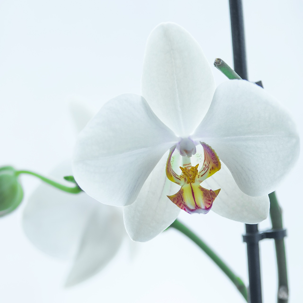 Moth Orchid Bild 6