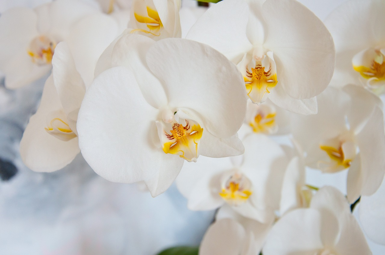 Moth Orchid Bild 7
