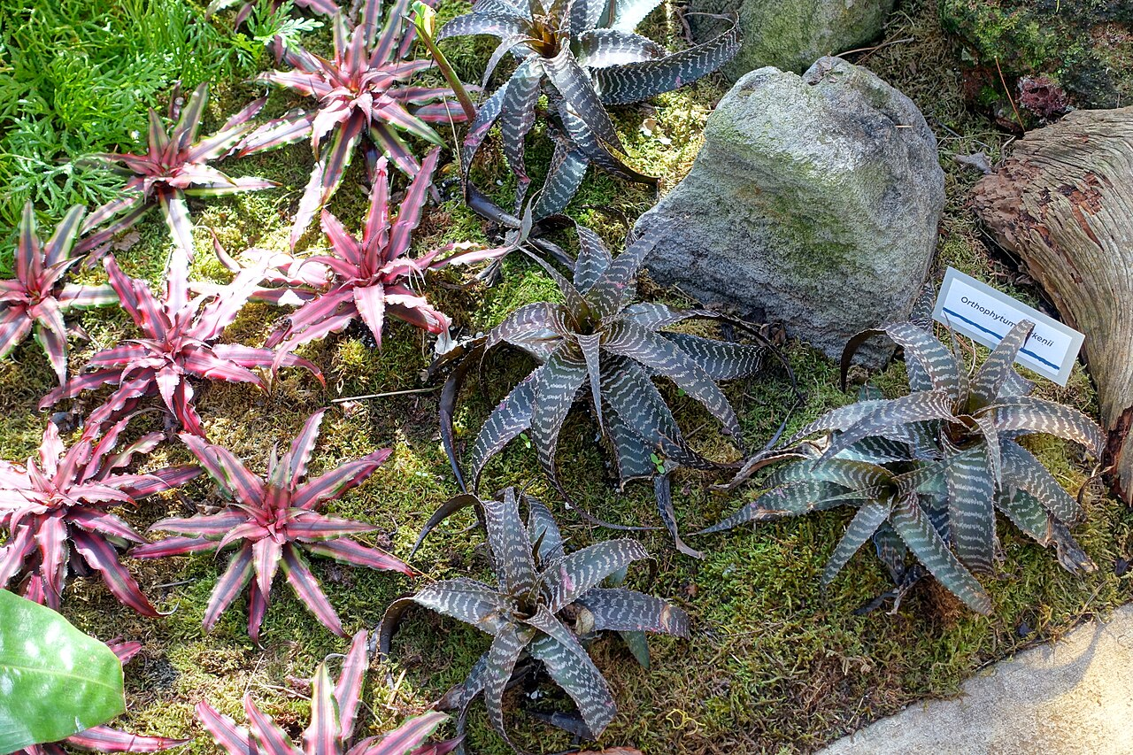 Earth Star image 3