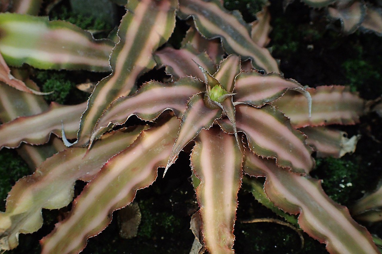 Earth Star image 4