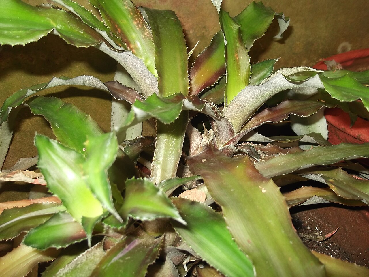 Earth Star image 5