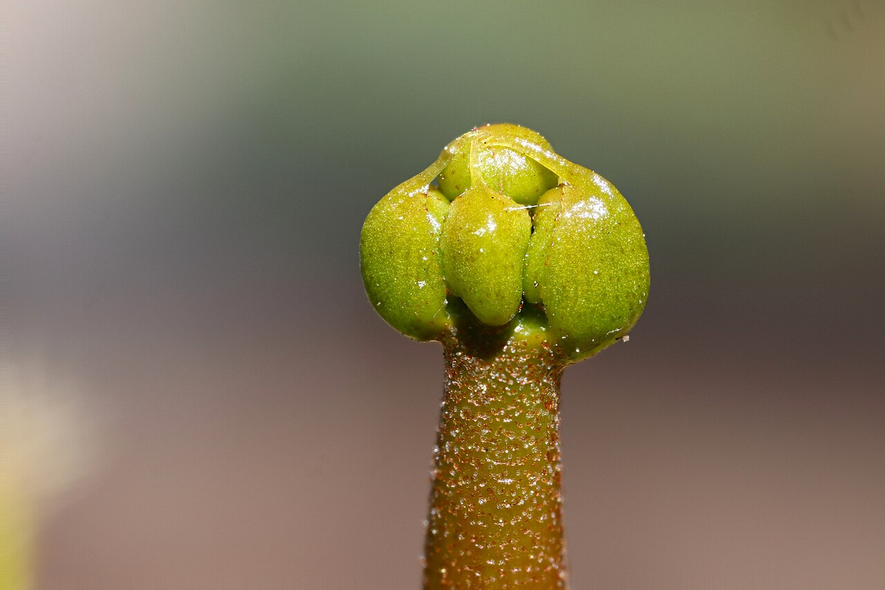 Venus Flytrap image 4