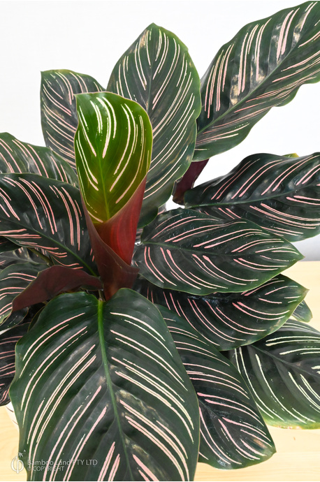 Pinstripe Calathea image 5