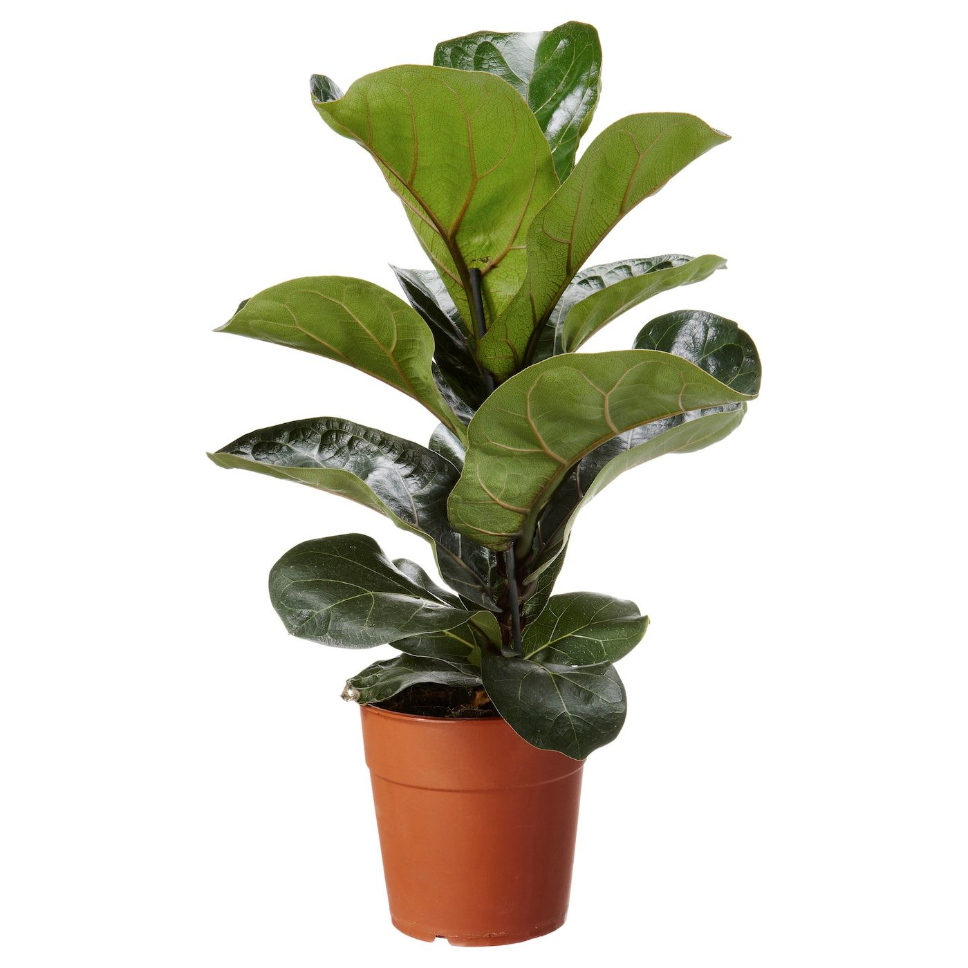 Fiddle Leaf Fig Bild 2