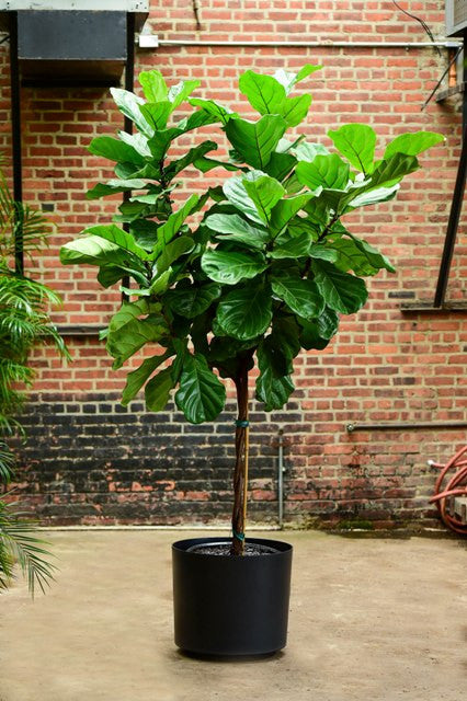 Fiddle Leaf Fig Bild 5