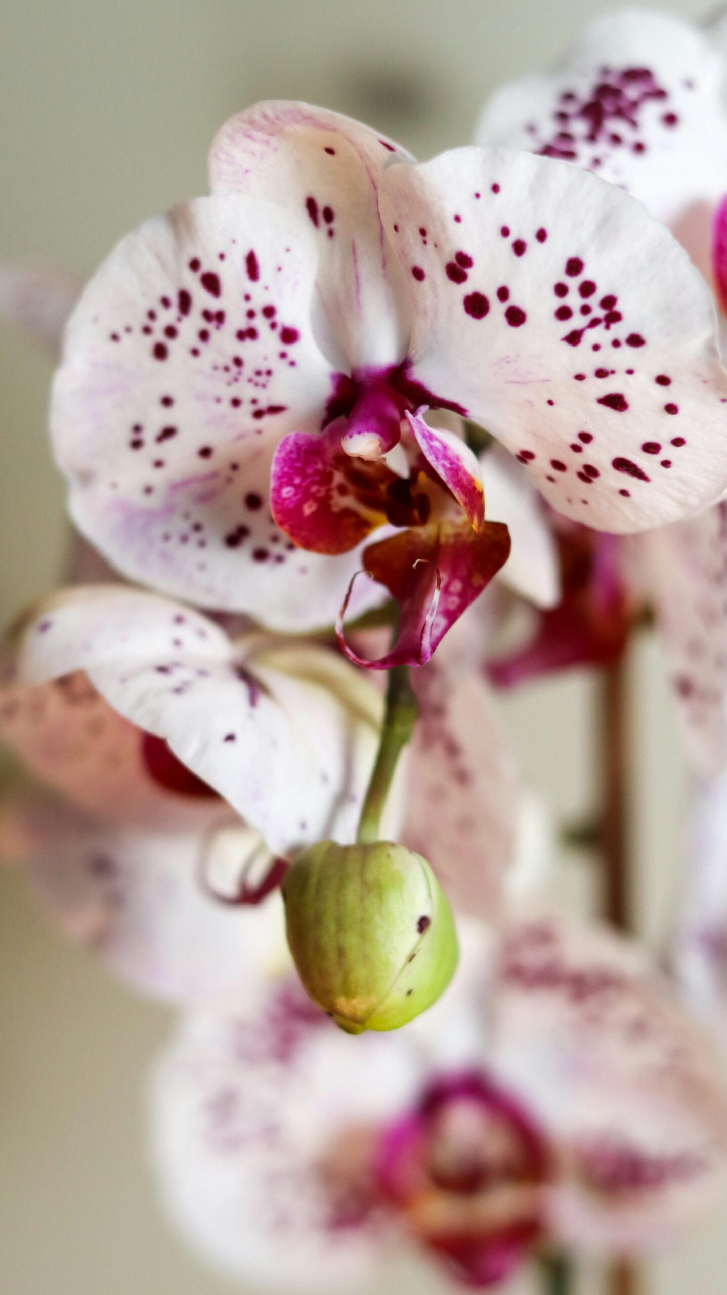 Moth Orchid image 3