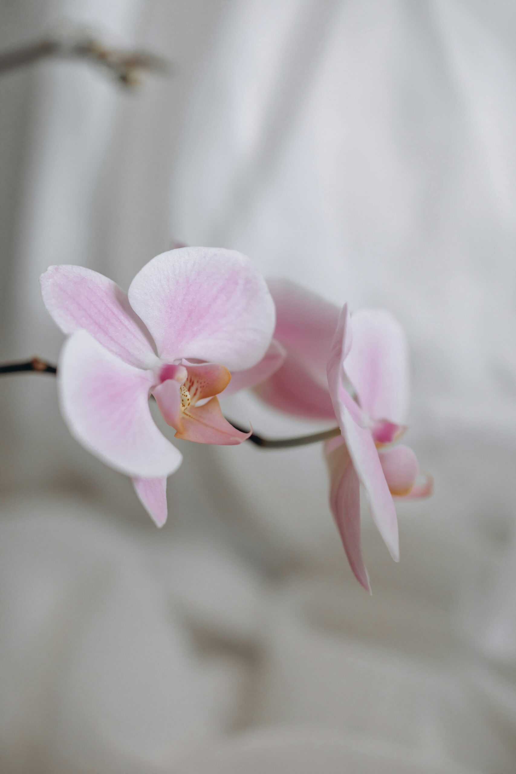Moth Orchid image 5