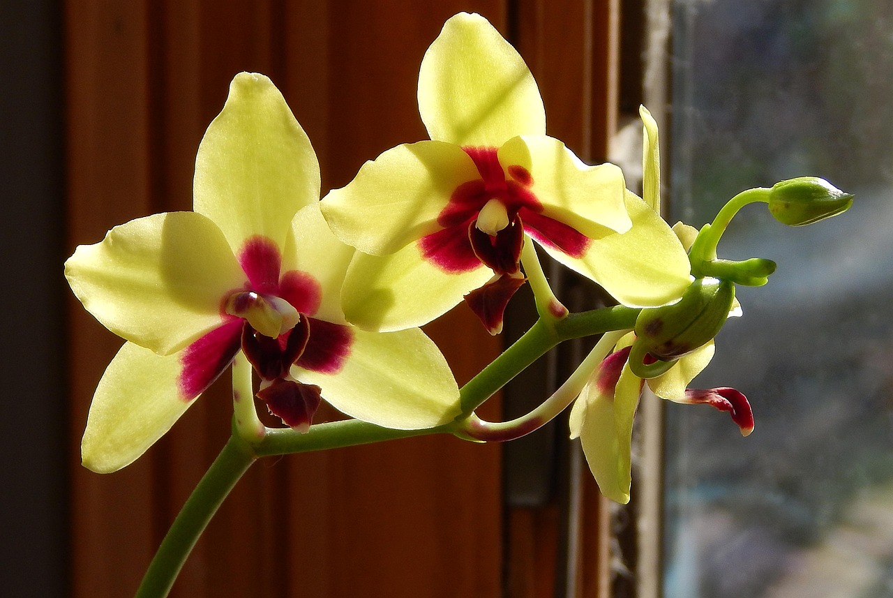 Moth Orchid image 6
