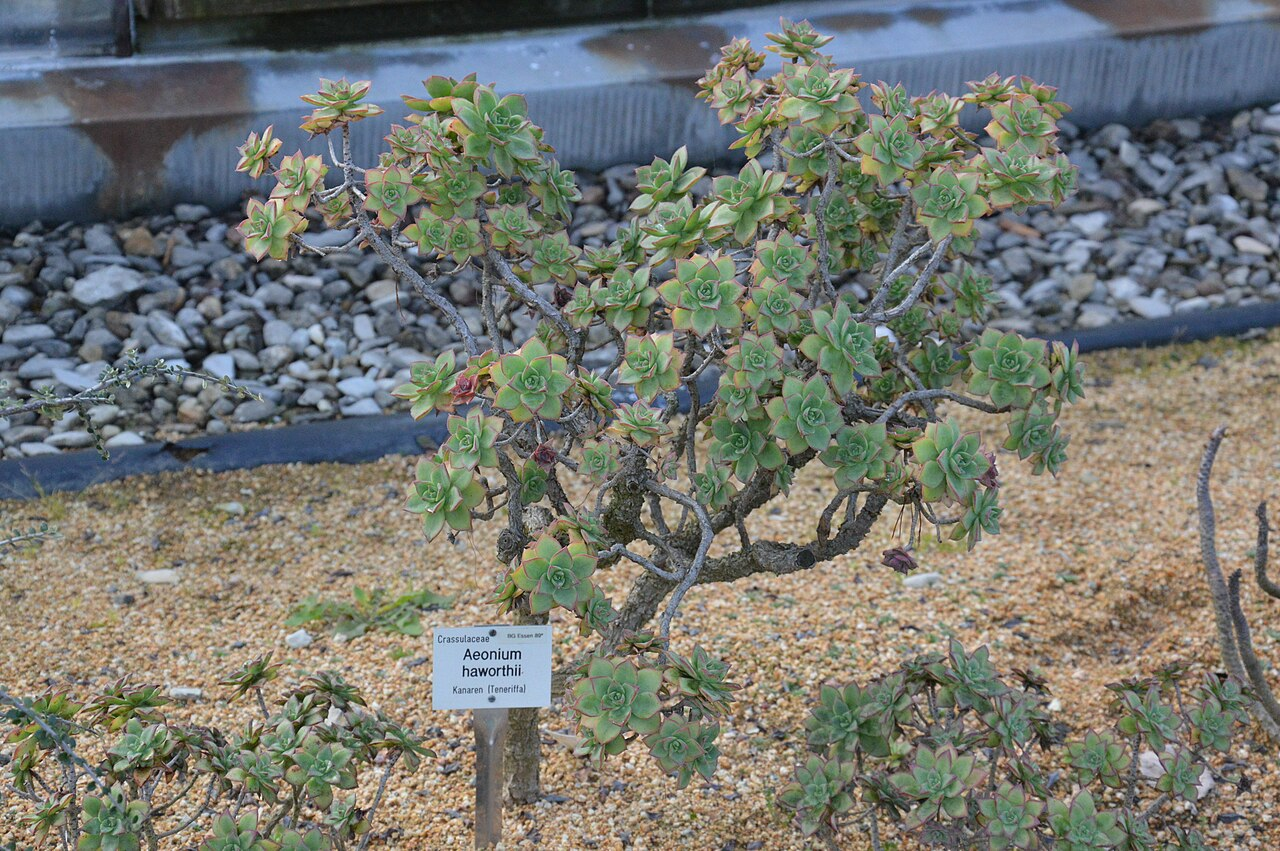 Red-Edged Aeonium image 3