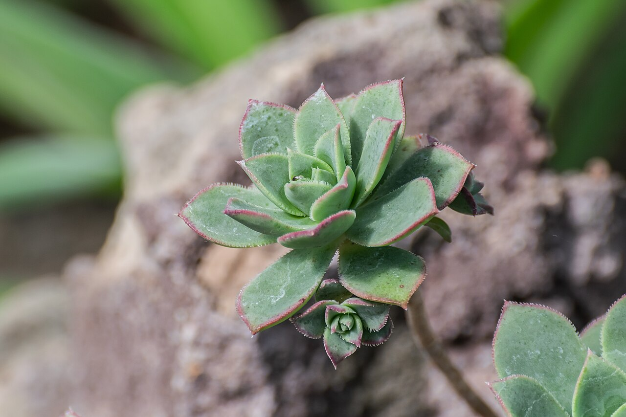 Red-Edged Aeonium image 4