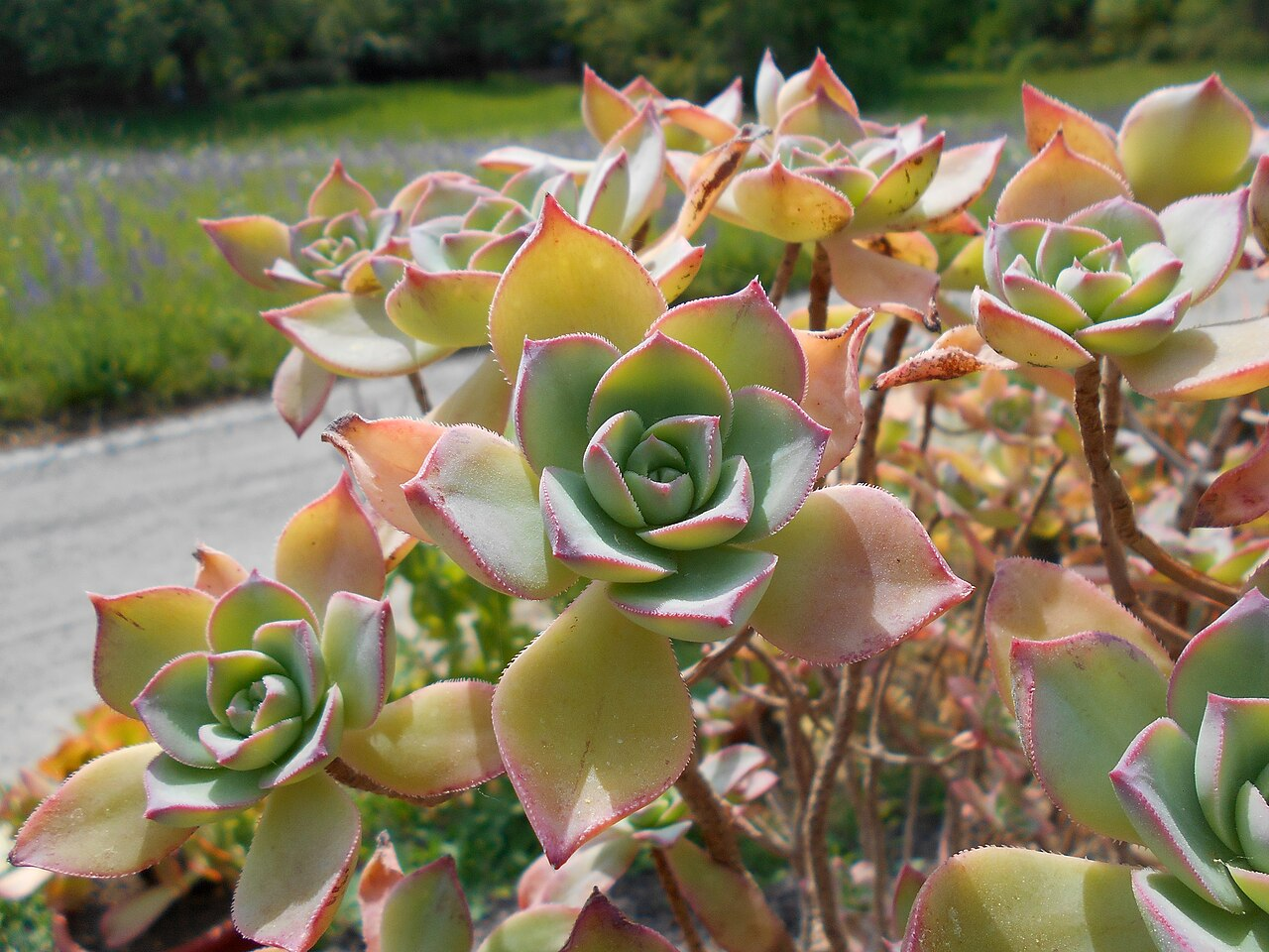 Red-Edged Aeonium image 5