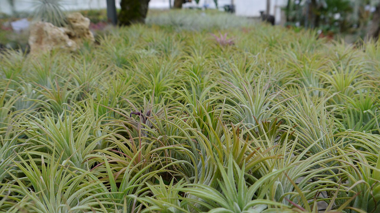 Sky Plant image 3