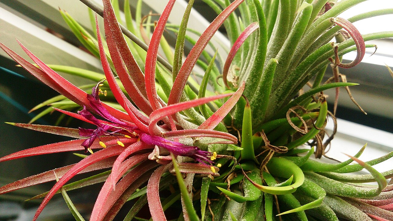 Sky Plant image 4