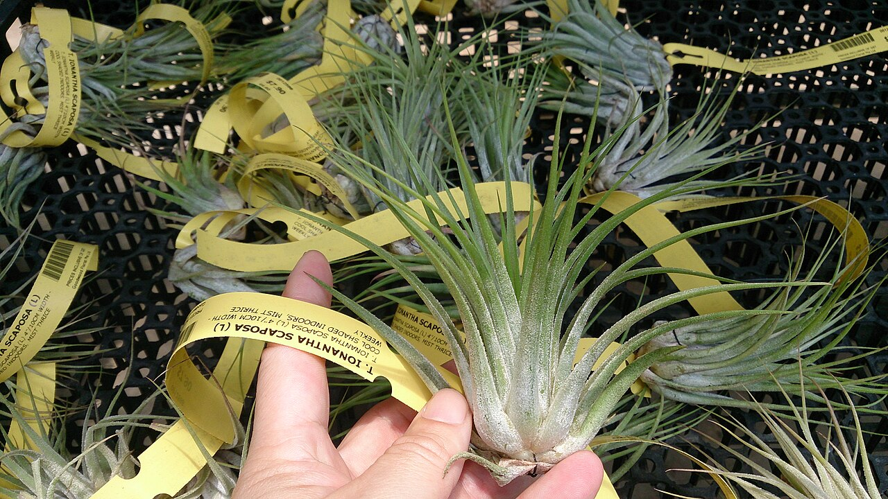 Sky Plant image 5