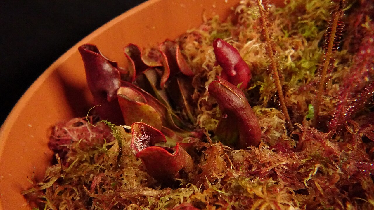 紫瓶子草