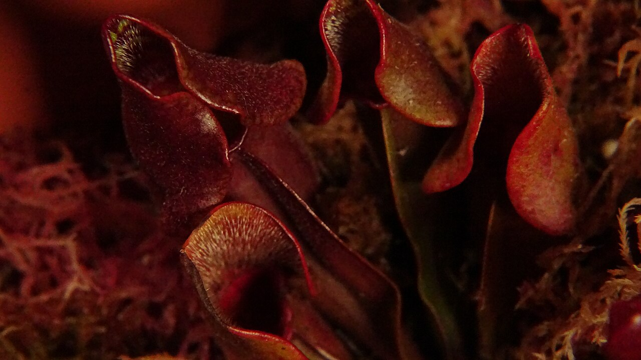 Purple Pitcher Plant image 5