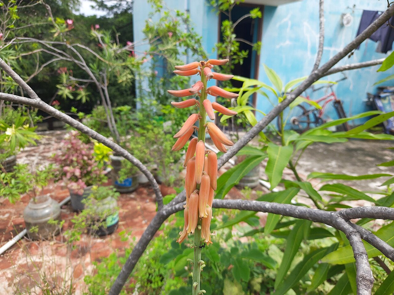芦荟 图片 4