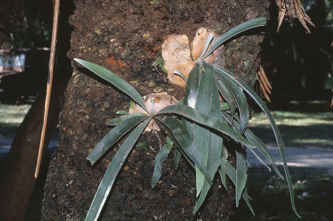 Staghorn Fern image 2