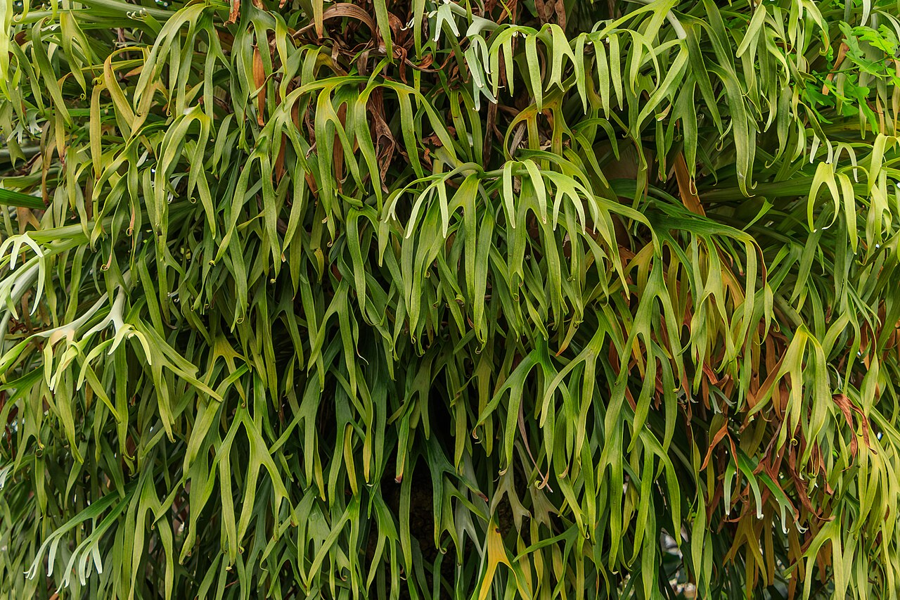 Staghorn Fern image 3