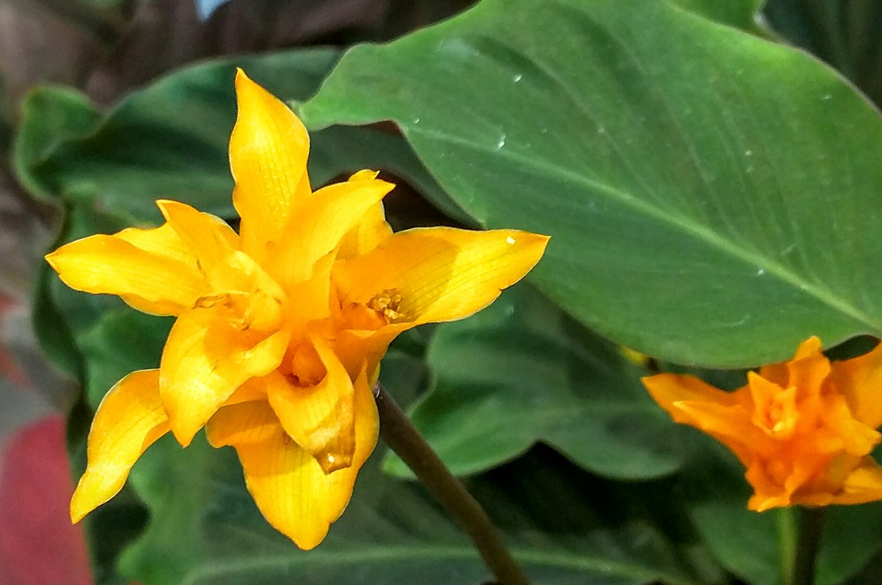 Eternal Flame Plant image 6