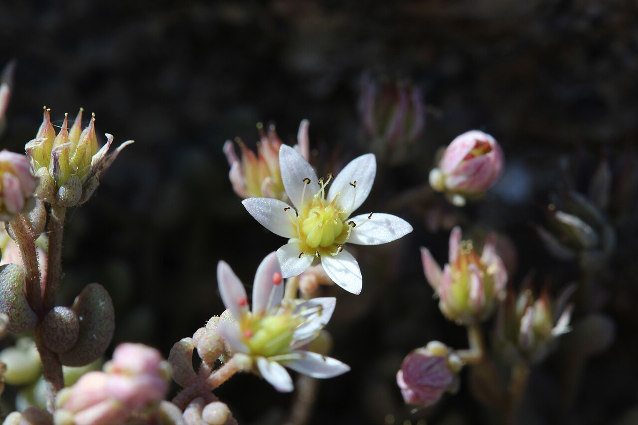 Blue Pebbles Sedum image 2