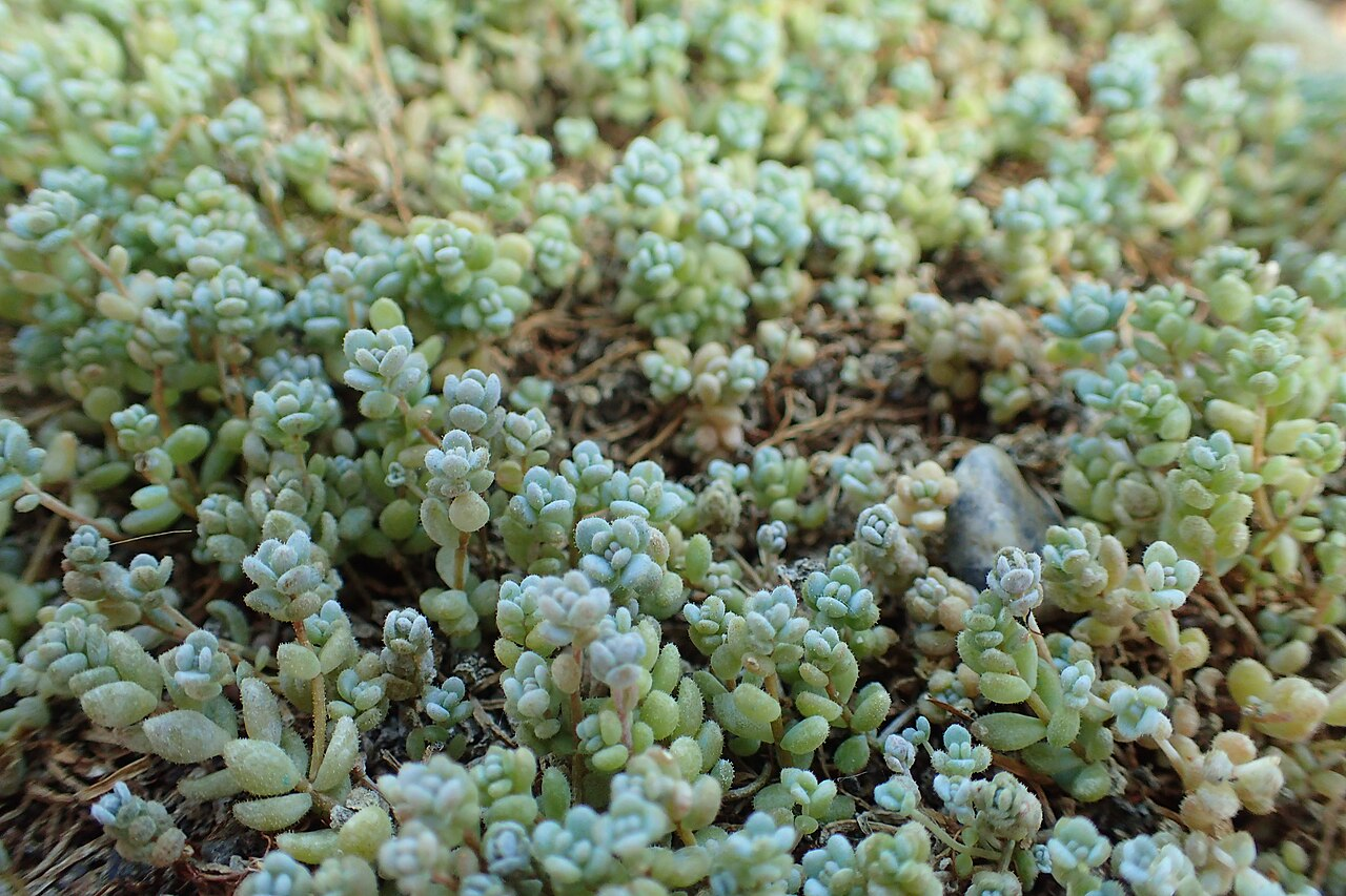 Blue Pebbles Sedum image 5