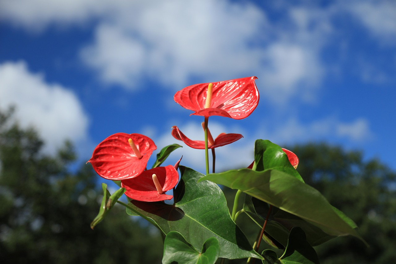 Flamingo Flower image 7