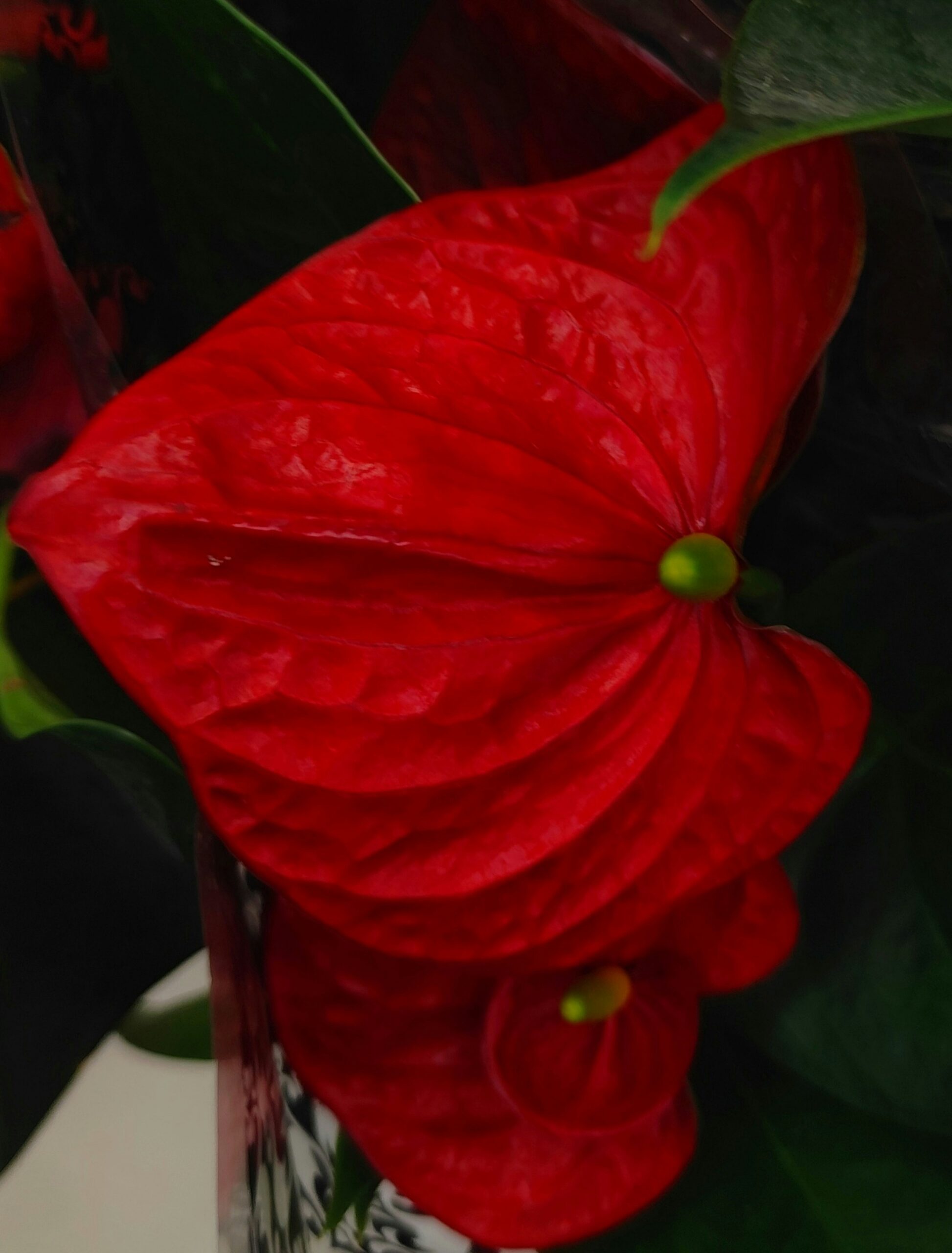 Flamingo Flower image 2