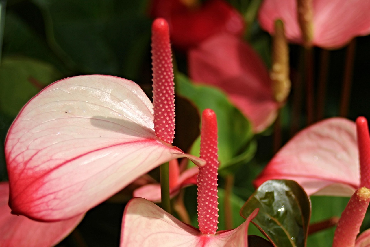 Flamingo Flower image 3