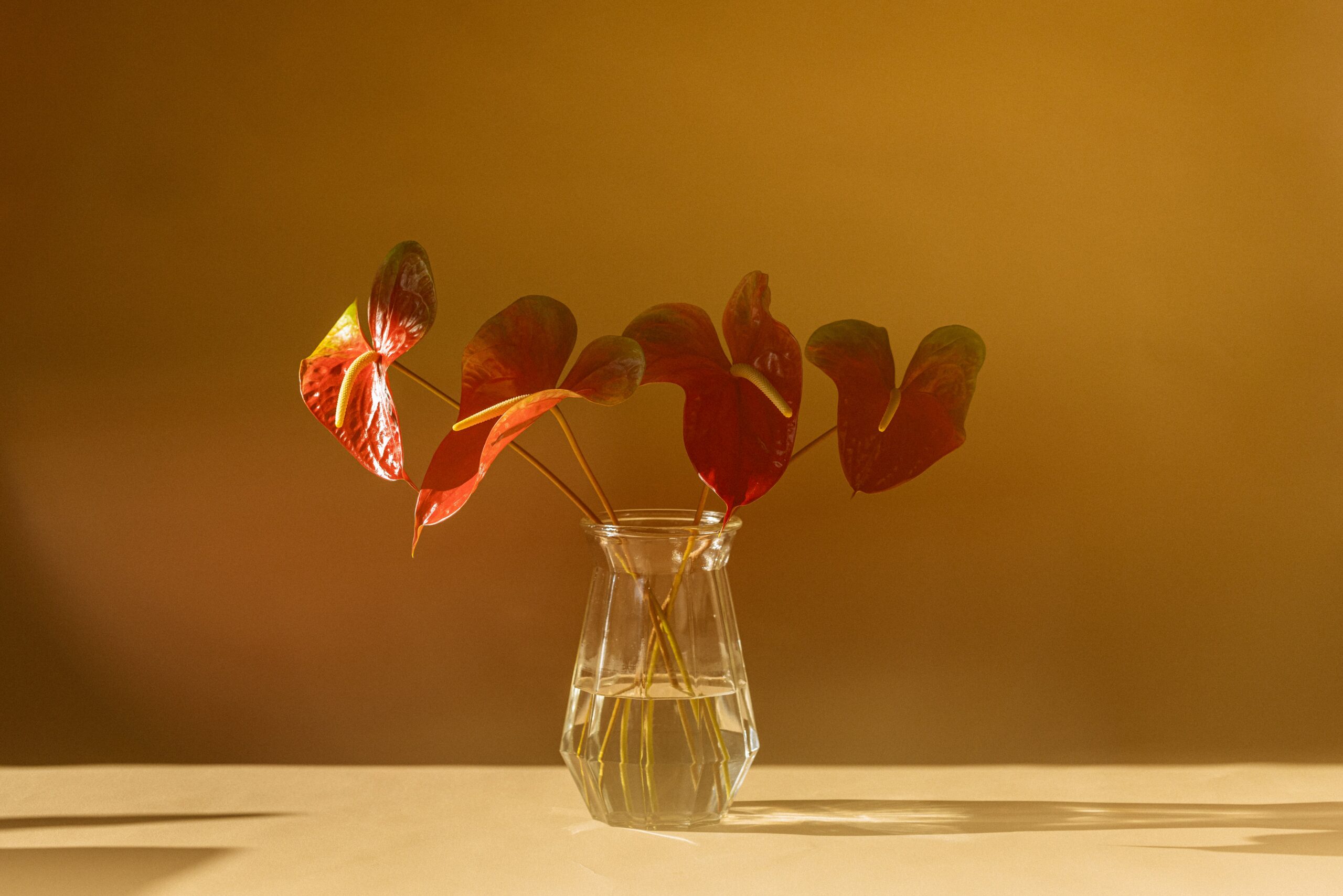 Flamingo Flower image 5