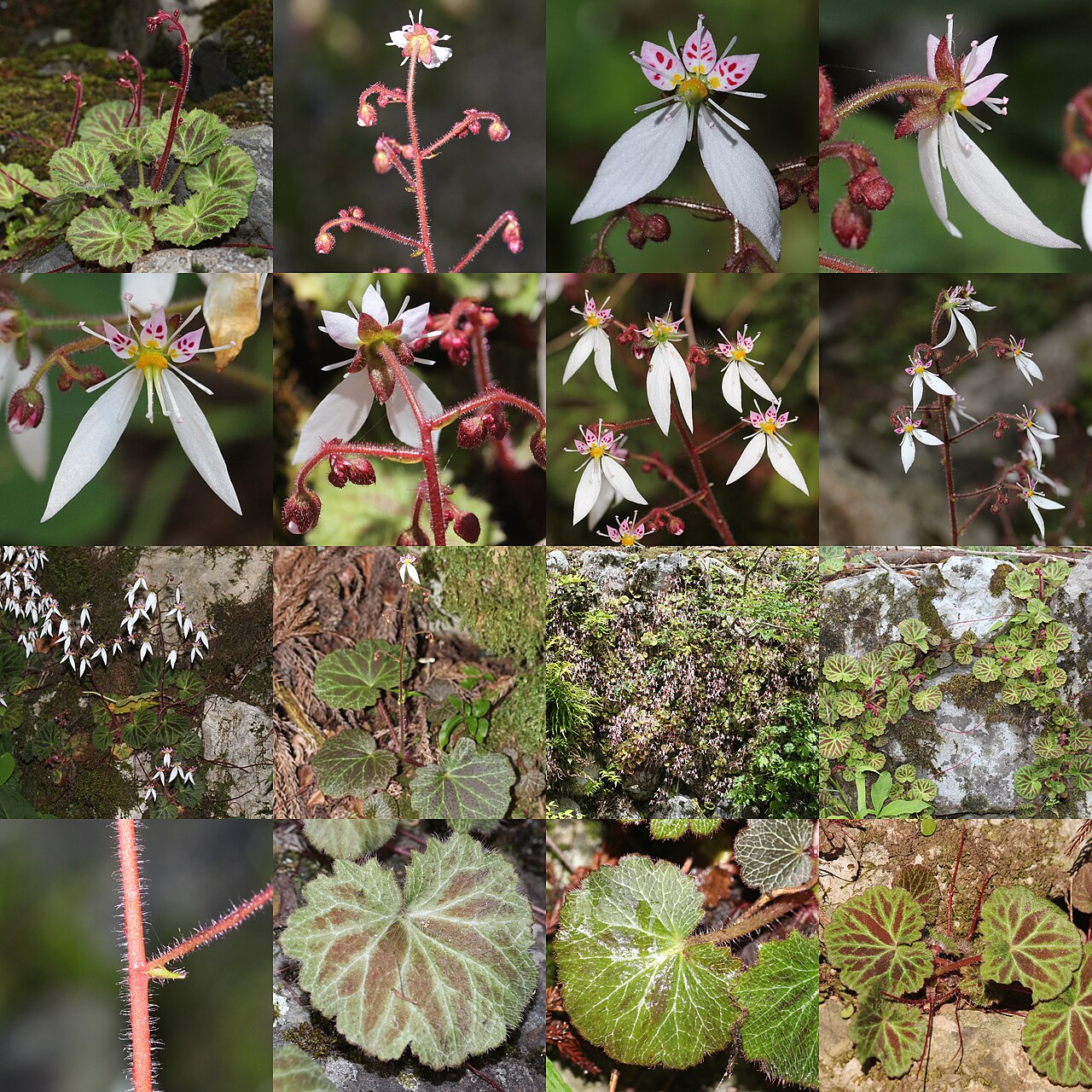 虎耳草 图片 5
