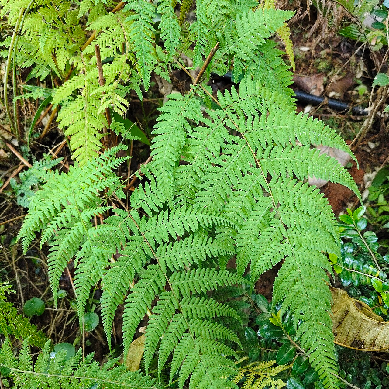 Venus Fern image 7