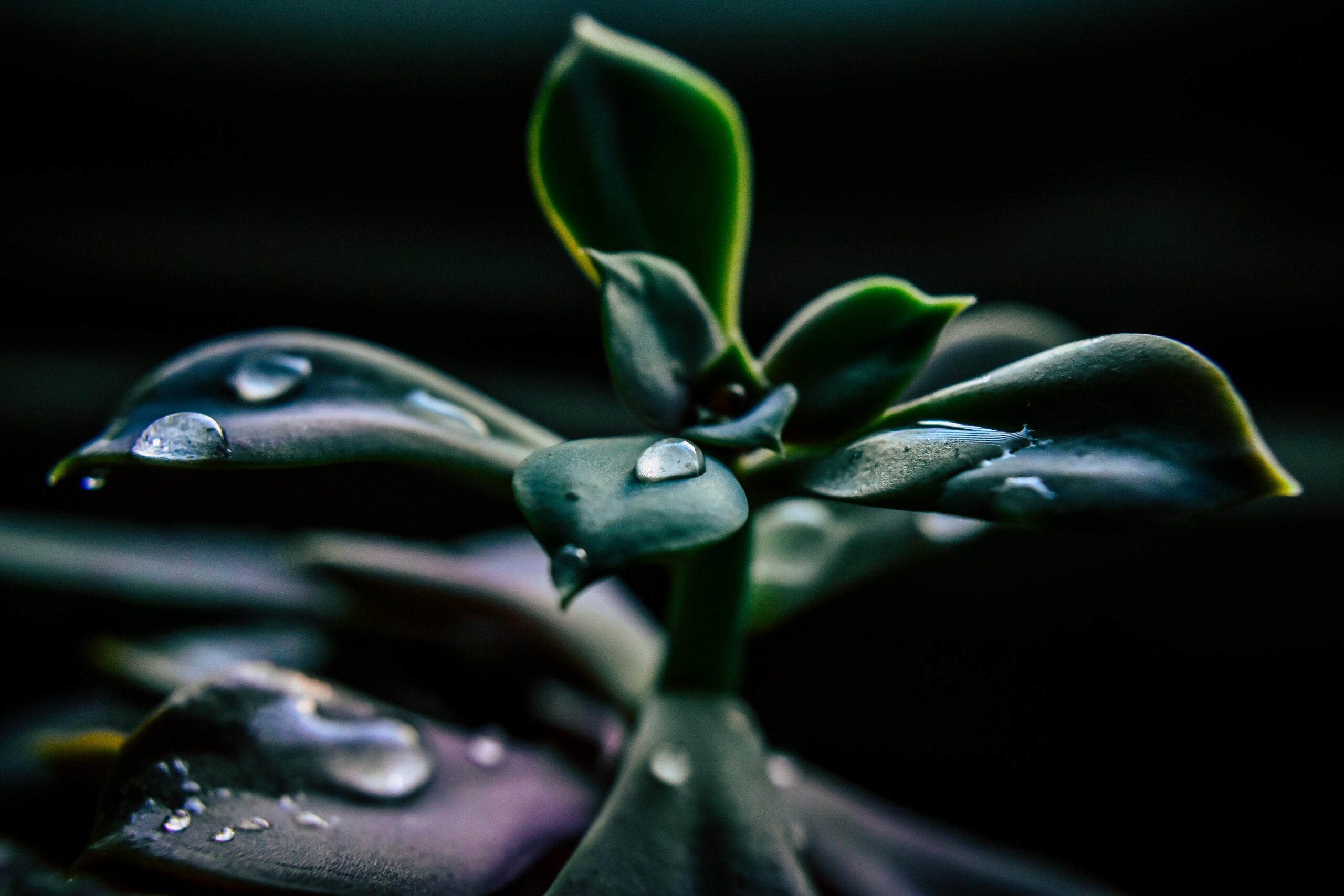 Venus Fern image 4