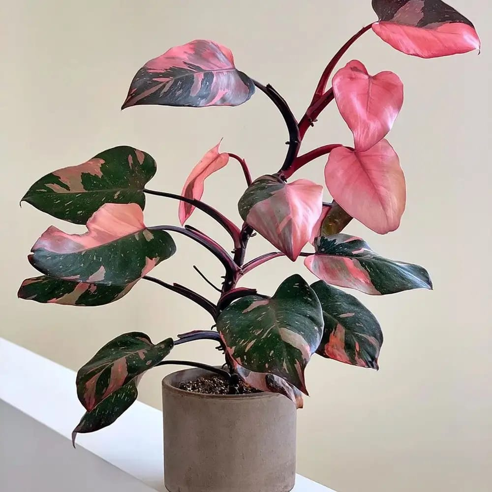 Pink Princess-Philodendron