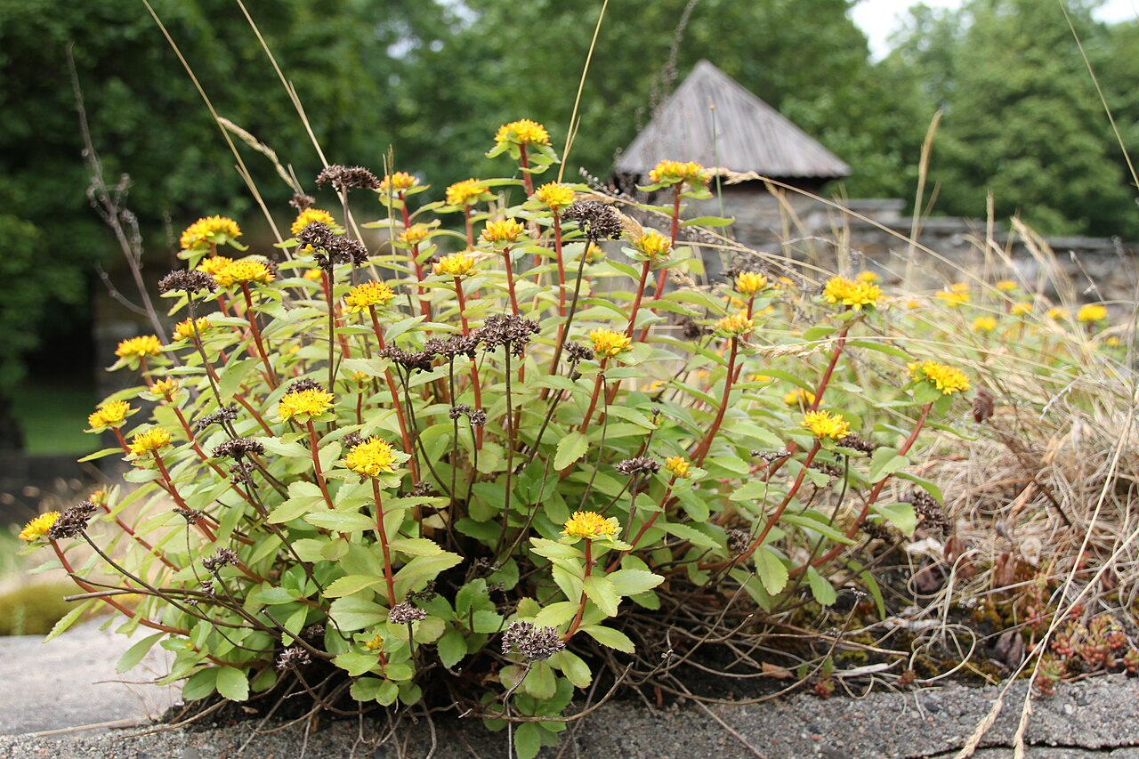 Aizoon Stonecrop image 5
