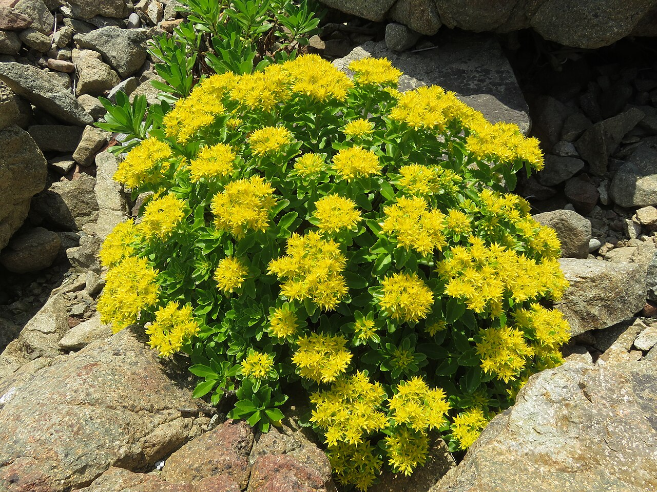 Aizoon Stonecrop image 7
