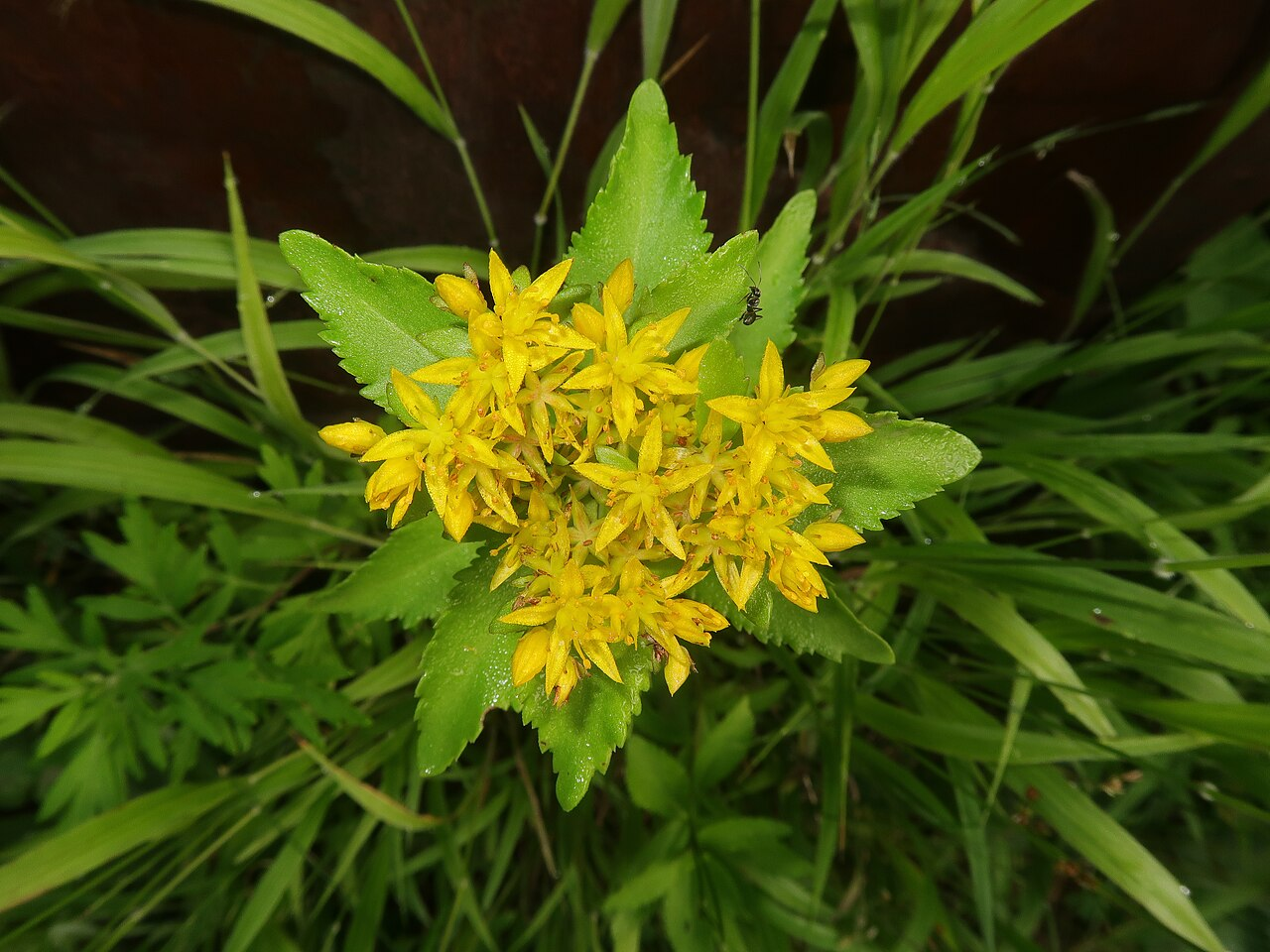 Aizoon Stonecrop image 6