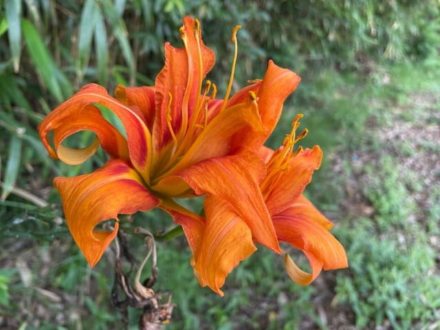 Hoa hiên hinh anh 6