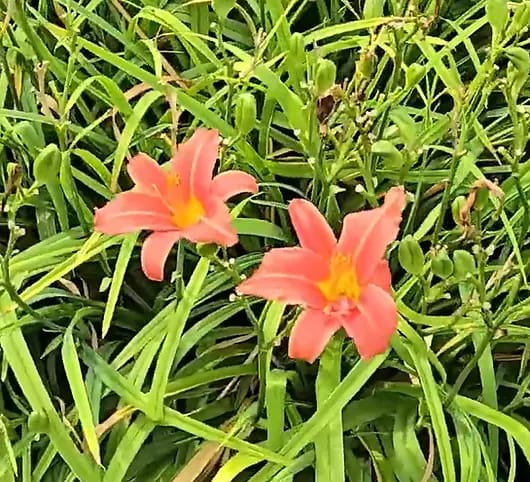 Hoa hiên hinh anh 7