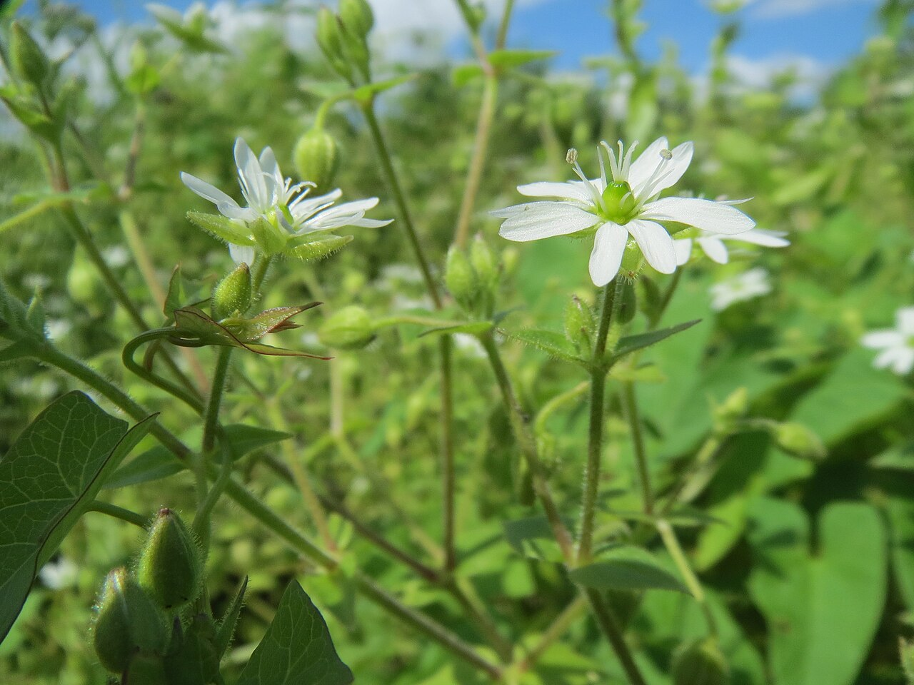 鹅肠菜 图片 3
