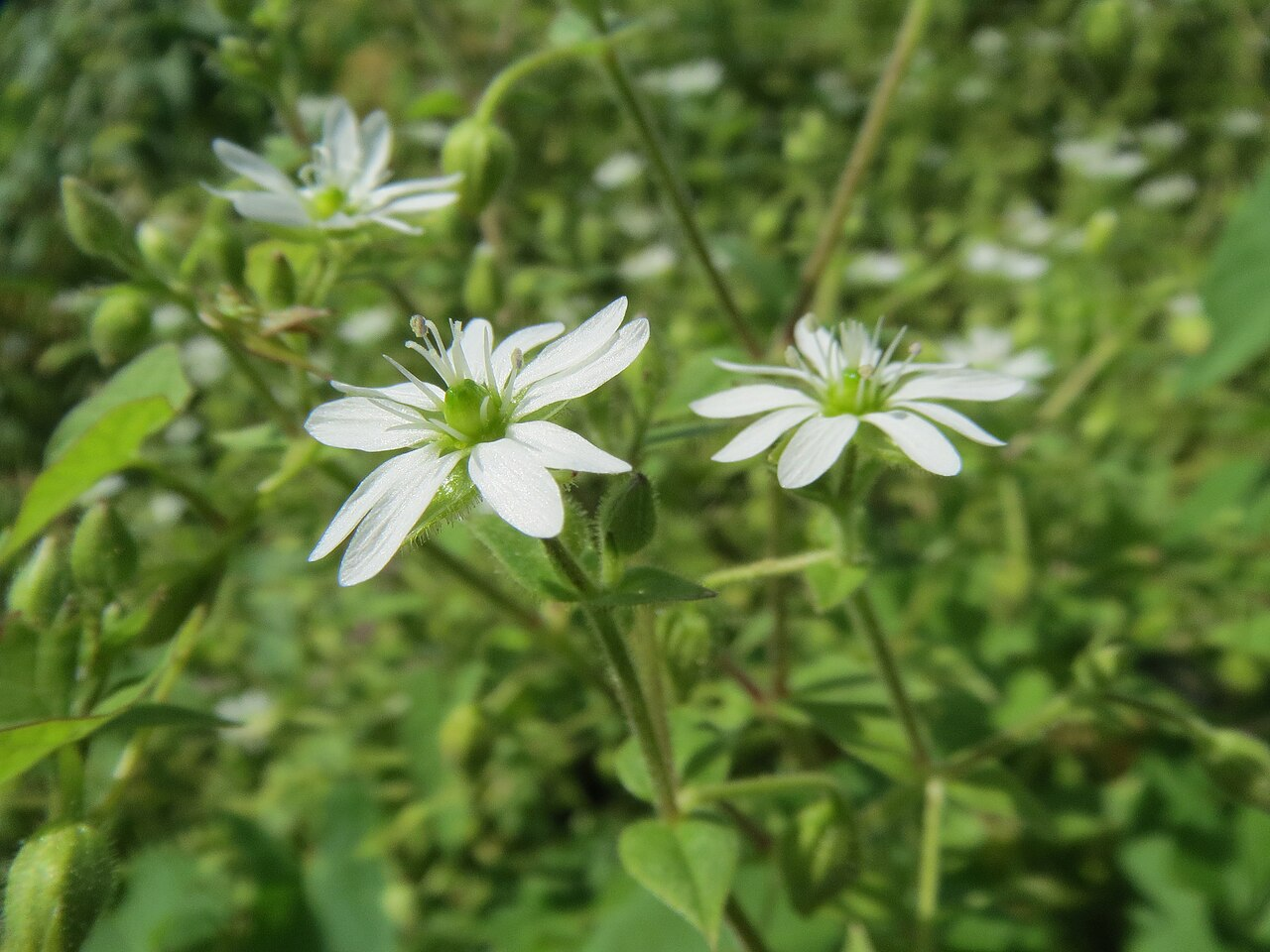 鹅肠菜 图片 5