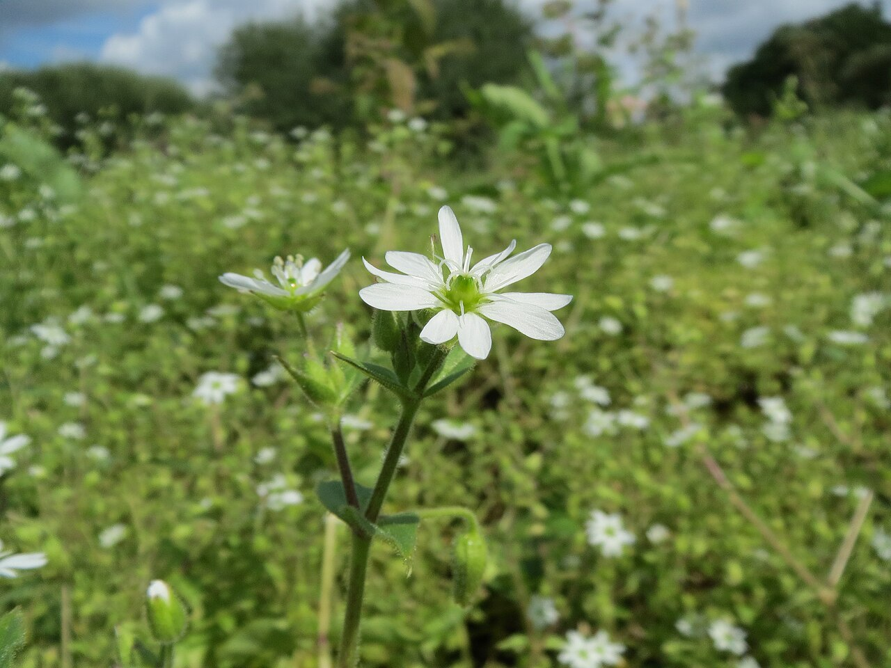 鹅肠菜 图片 6