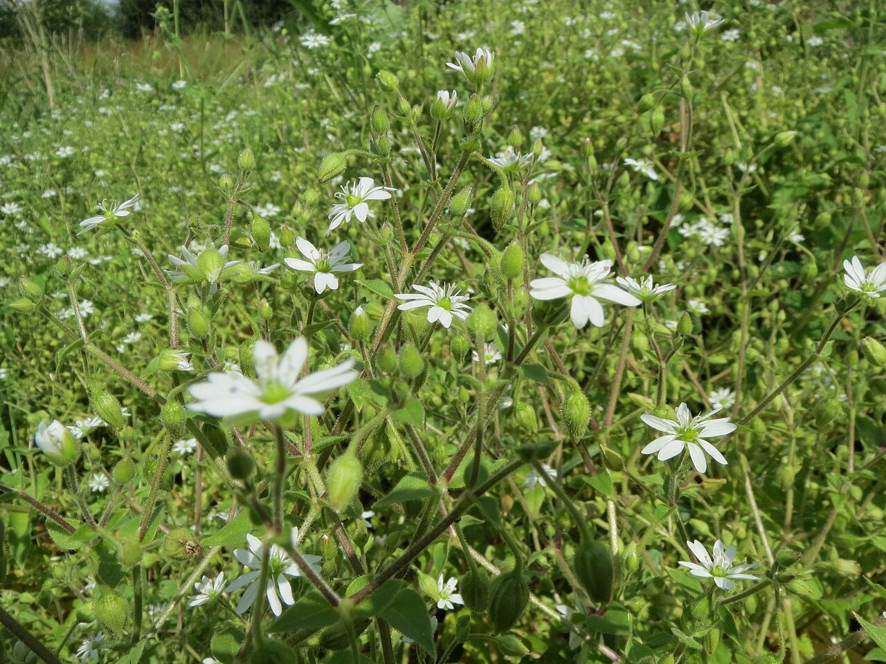 鹅肠菜 图片 7