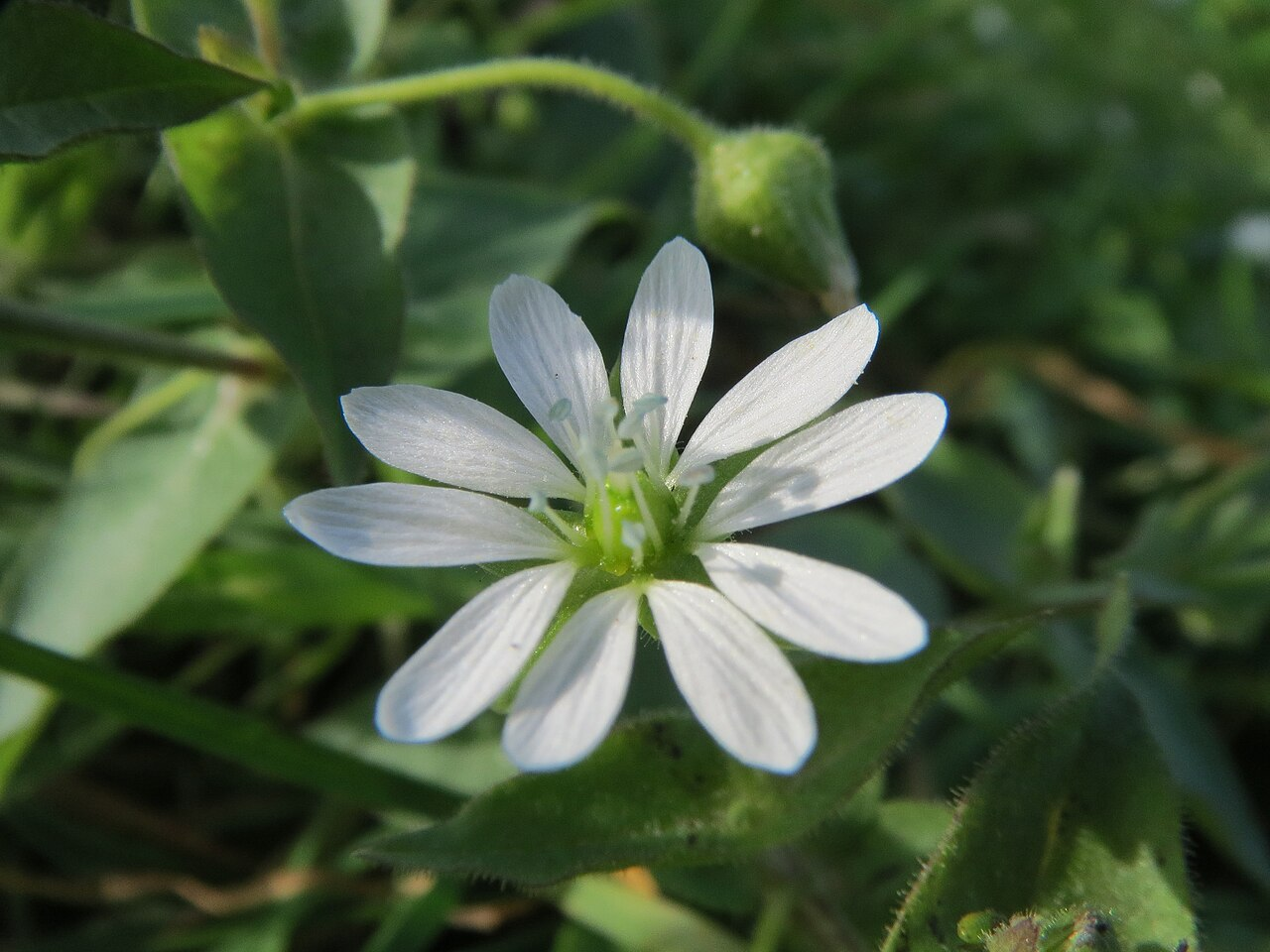 鹅肠菜 图片 1