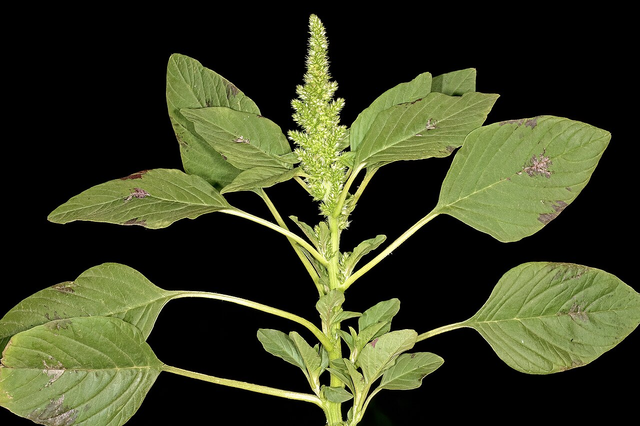 Smooth Amaranth image 4