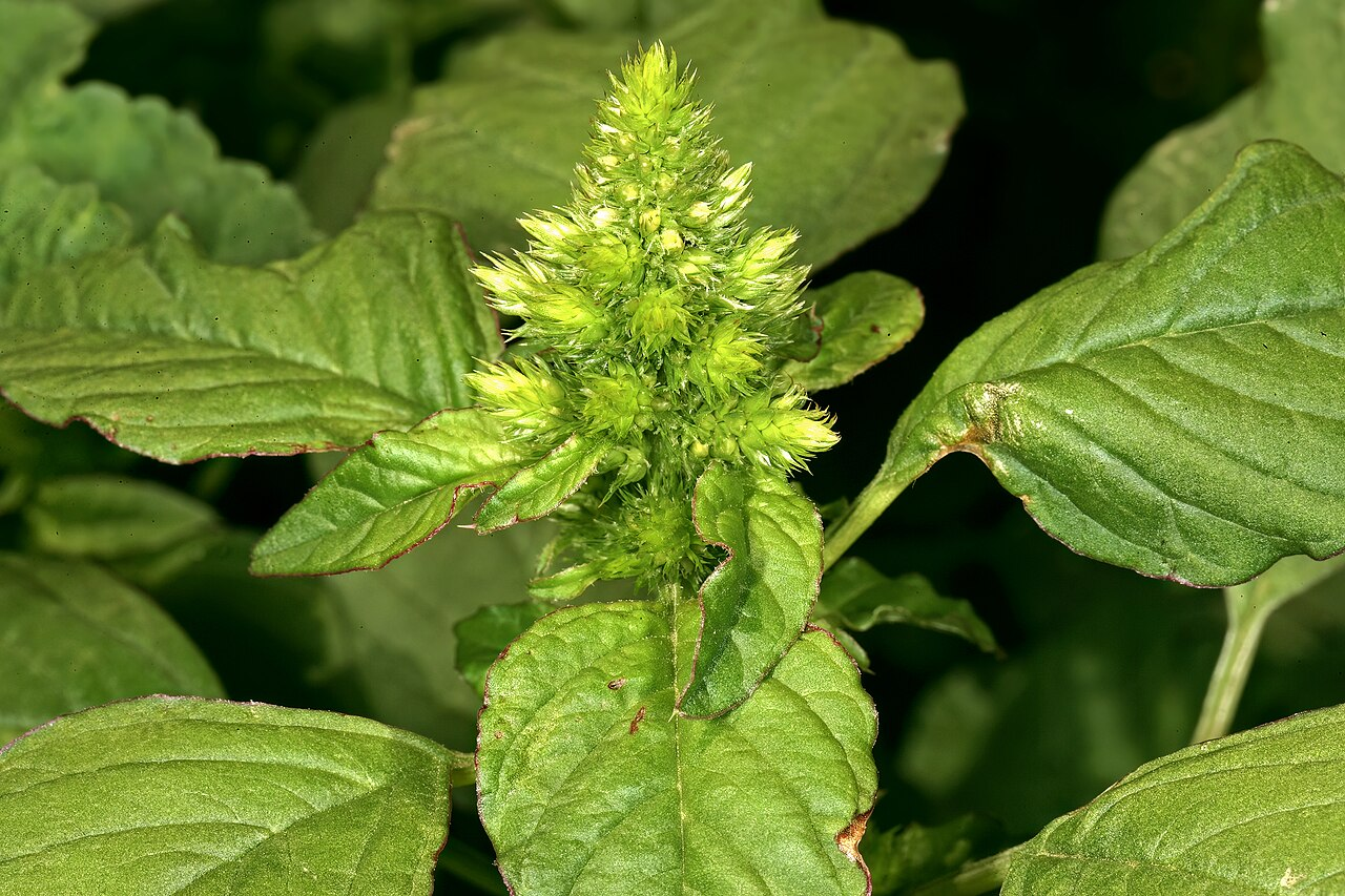 Smooth Amaranth