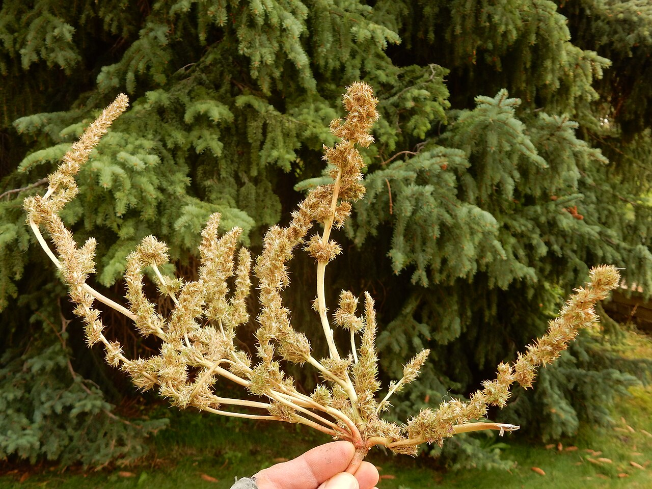 Smooth Amaranth image 7