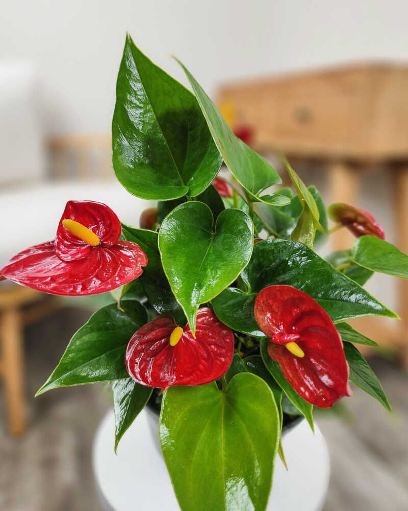 Flamingoplant afbeelding 2
