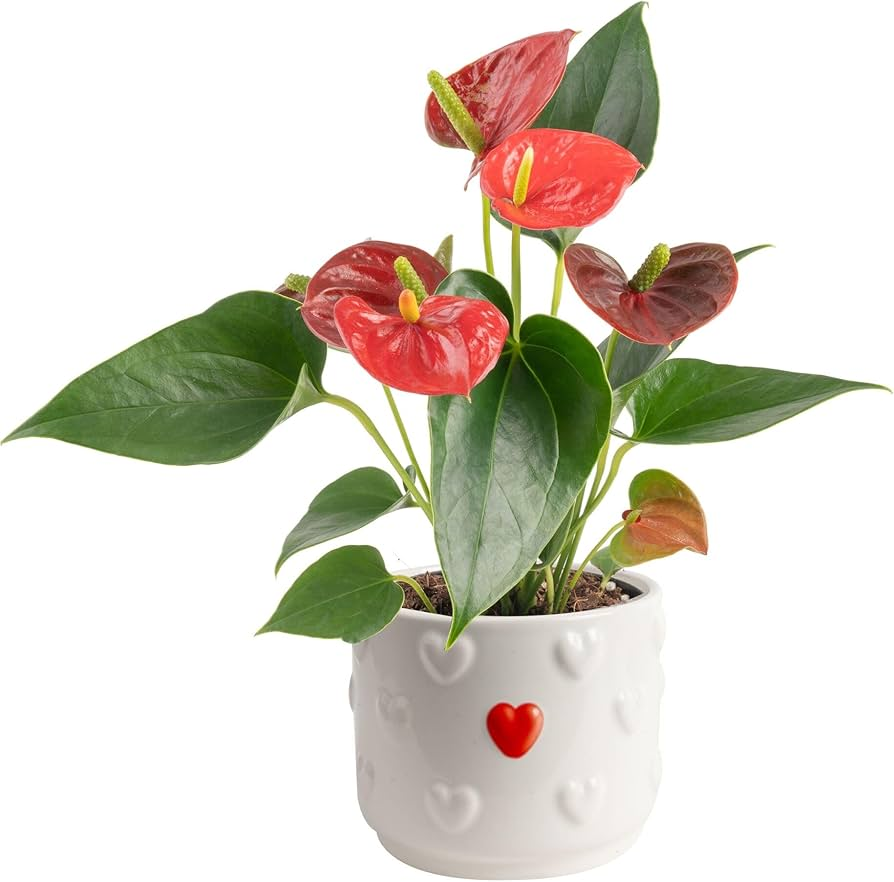 Flamingoplant afbeelding 3