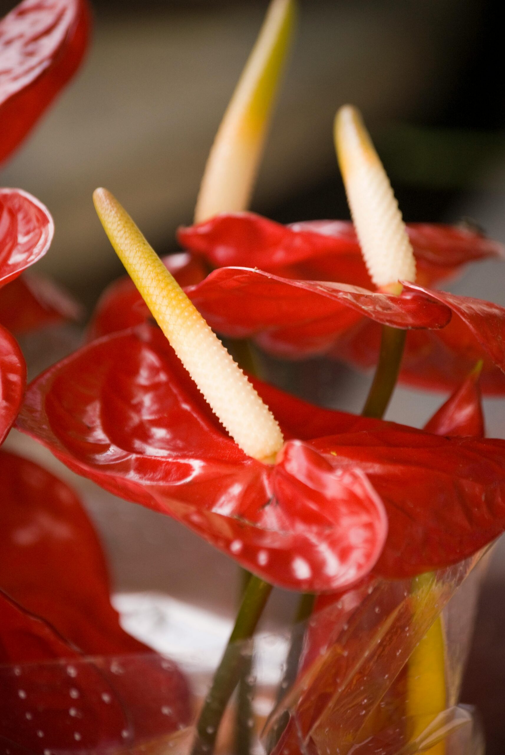 Flamingoplant afbeelding 4
